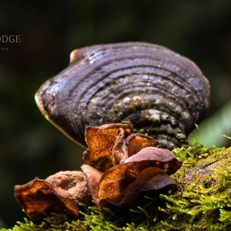 Ingaru Lodge & Reserve Пано Экстерьер фото